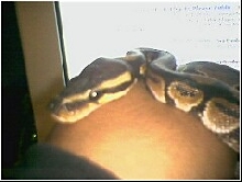 Herman the Ball Python
