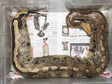 Borneo Short-Tail, Lee!
