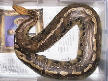 Borneo Short-Tail, Veronique!