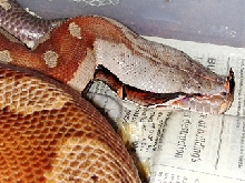 Gabblood Viper!