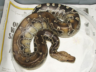 Sarawak short-tail, Ewa