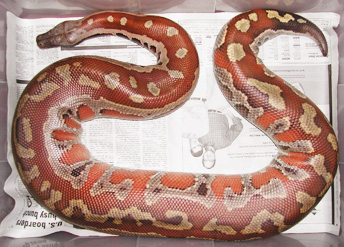 Sumatran Red Blood - Fred
