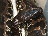Black blood (Sumatran short-tail), Hercules!