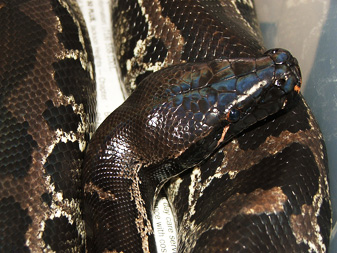 Black blood (Sumatran short-tail), Hercules!