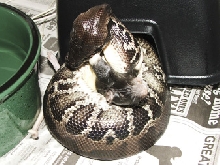 Black blood feeding tonight!