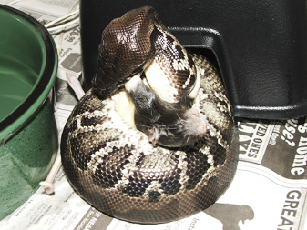 Black blood feeding tonight!