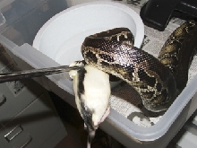 Black blood taking a meal!