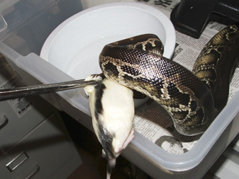 Black blood taking a meal!