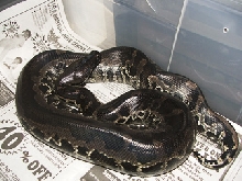 Black blood python (Sumatran short-tail), Hercules!