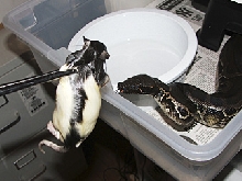 Black blood, feeding!