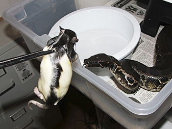 Black blood, feeding!