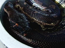 Black Blood female, Negrita. Close-up look at her Orange eyes!