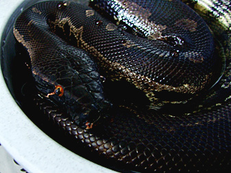 Black Blood female, Negrita. Close-up look at her Orange eyes!