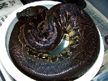 Black blood female, Negrita!