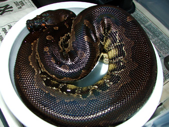 Black blood female, Negrita!