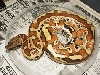 Sumatran Red Blood..Nerd Stock!