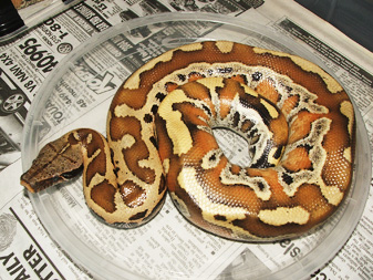 Sumatran Red Blood..Nerd Stock!
