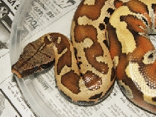 Sumatran Red Blood, Tag!