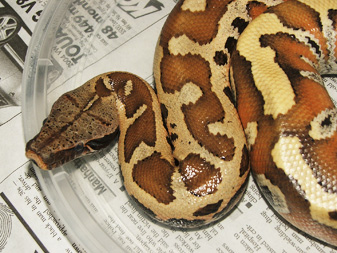 Sumatran Red Blood, Tag!