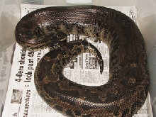 Black blood, gravid!