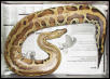 Sumatran Red Blood - Wilma