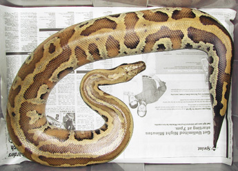 Sumatran Red Blood - Wilma
