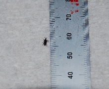 identification?