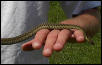 Common Garter