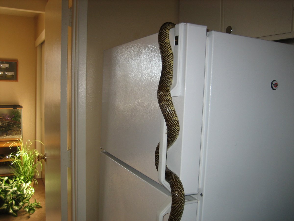 Refrigerator