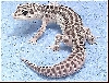 C0-Dom Snow Leopard Gecko