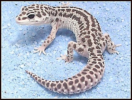 C0-Dom Snow Leopard Gecko