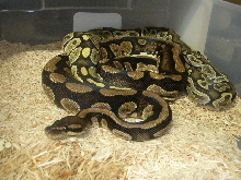 yellow blotch1