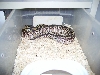 mojave