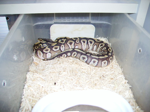 mojave