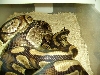 granitesbreeding1