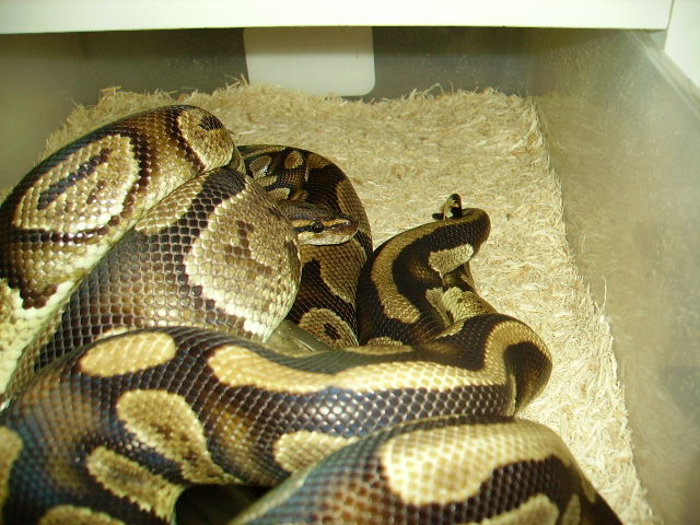 granitesbreeding1