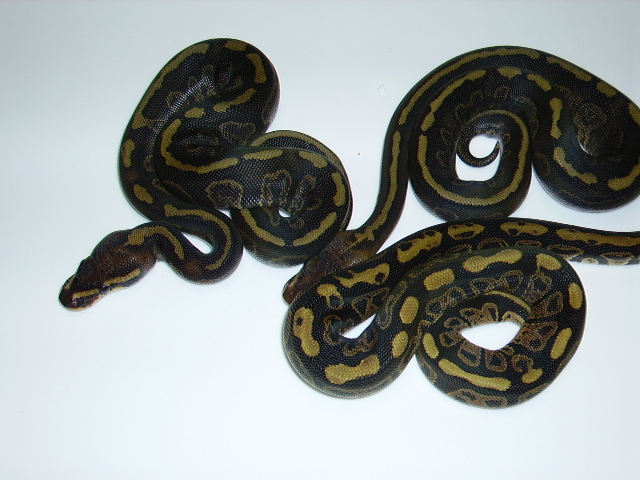 SuperSable2