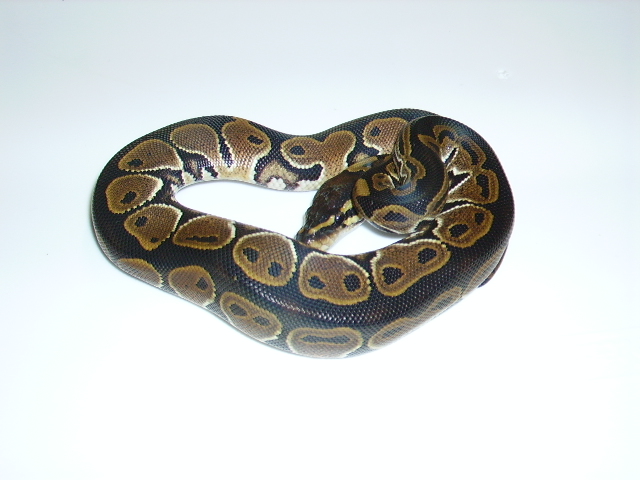 hetred3