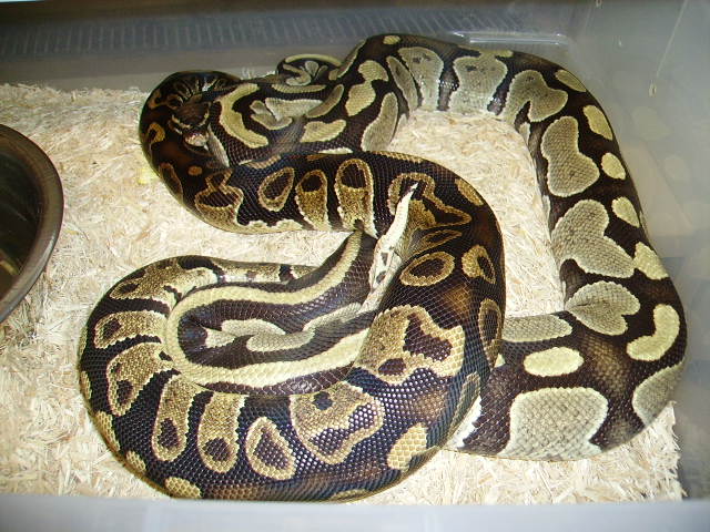 sable X greenghost