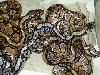 SK axanthic