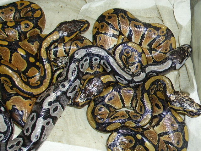 SK axanthic