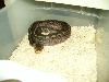 female SuperSable