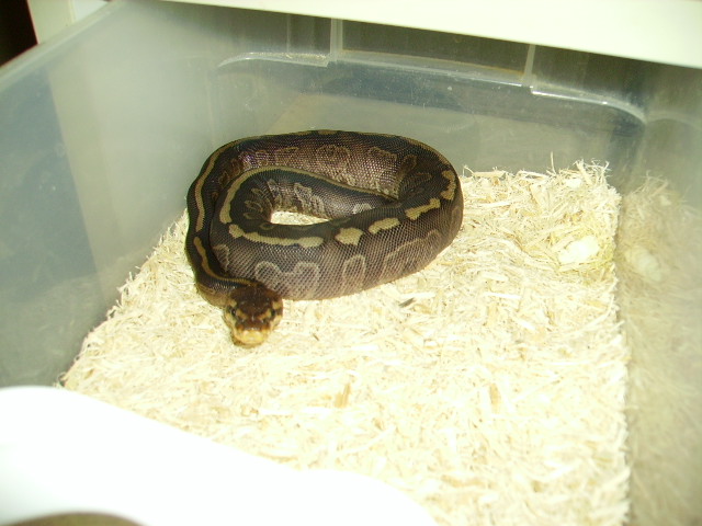female SuperSable