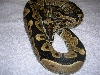 yinyin1