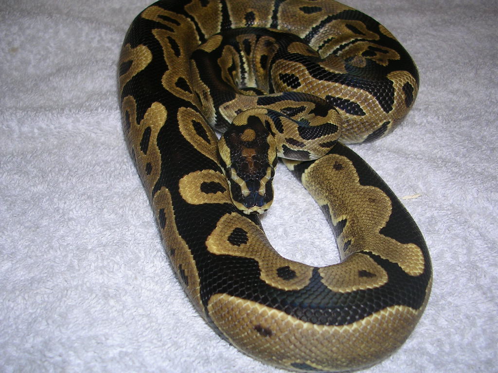 yinyin1