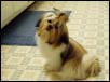 Abby approx. 6 months