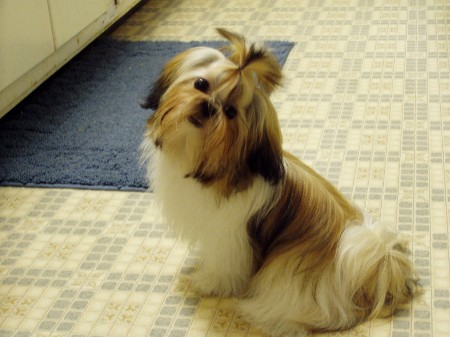 Abby approx. 6 months
