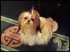 Abby After Bath