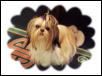 Li'l Abby