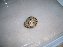 Ball Python